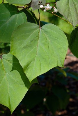 Catalpa x erubescens 'Puruprea' - katalpa křížená - list léto